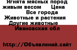 Ягнята мясных пород живым весом.  › Цена ­ 125 - Все города Животные и растения » Другие животные   . Ивановская обл.